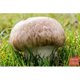 ФБ 29