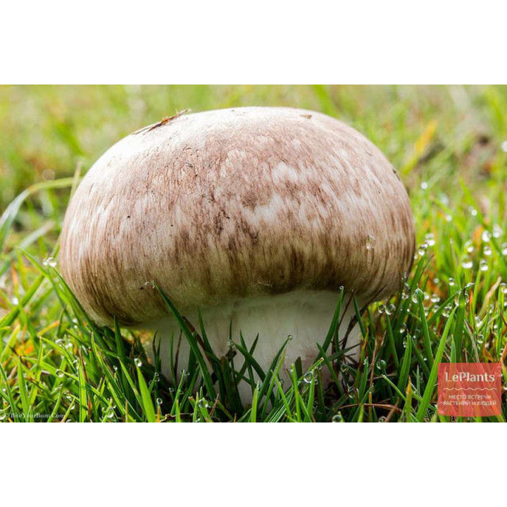 ФБ 29