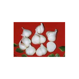 СЮРПРИЗ