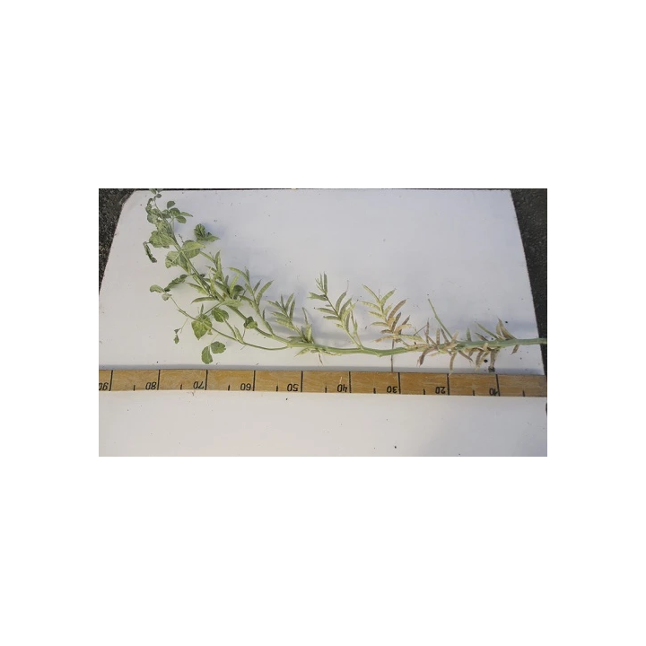 ВАВИЛОВСКИЙ 130