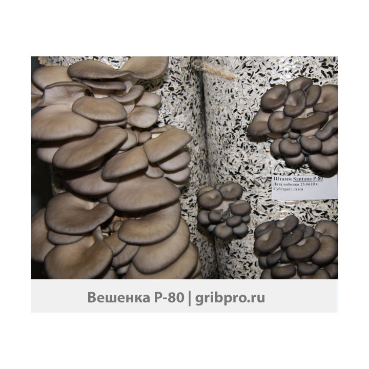 АГРО Р 802