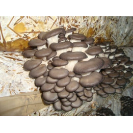 НК 35