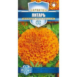 ЯНТАРЬ
