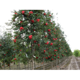АЛАЯ КРУПНАЯ