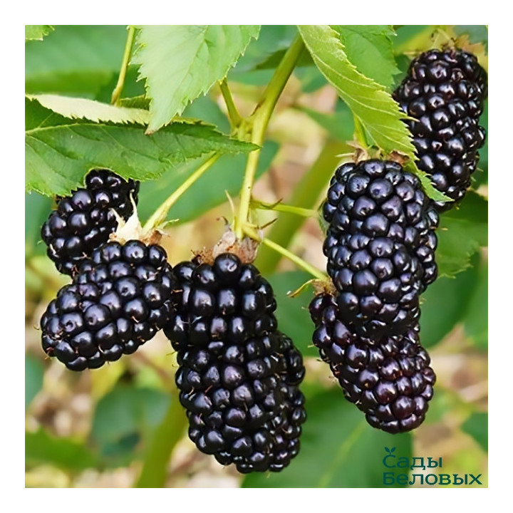 ТОРНФРИ