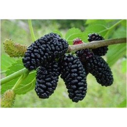 КОРОЛЕВСКАЯ