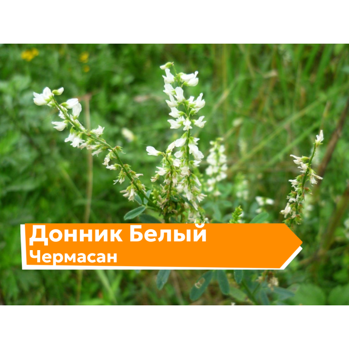 ЧЕРМАСАН