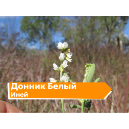 ИНЕЙ