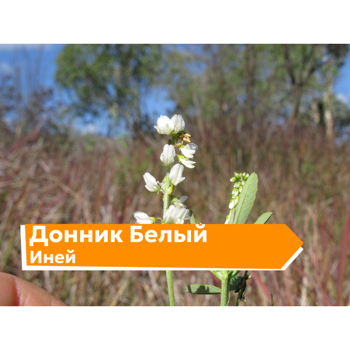 ИНЕЙ