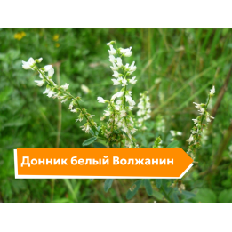 ВОЛЖАНИН
