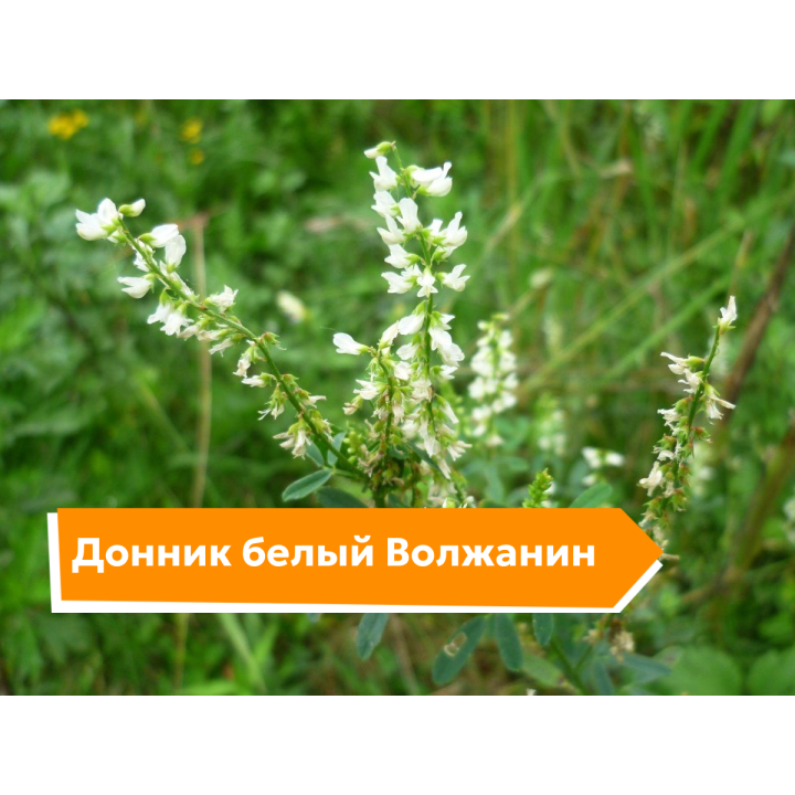 ВОЛЖАНИН