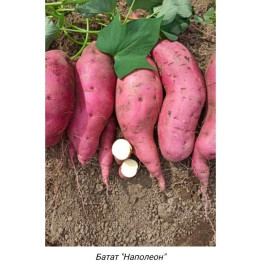 НАПОЛЕОН