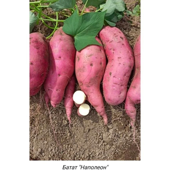 НАПОЛЕОН