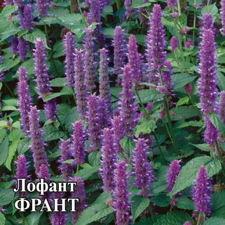 ФРАНТ