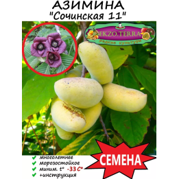 СОЧИНСКАЯ 11