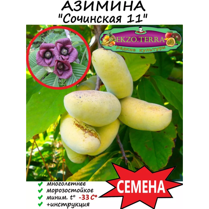 СОЧИНСКАЯ 11