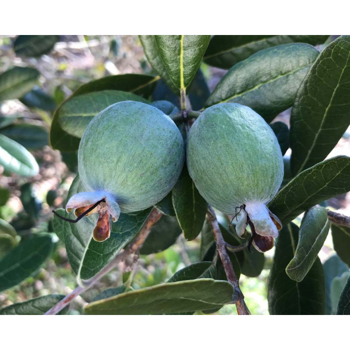 ДАГОМЫССКАЯ
