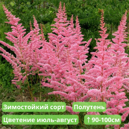 КАТЛЕЯ