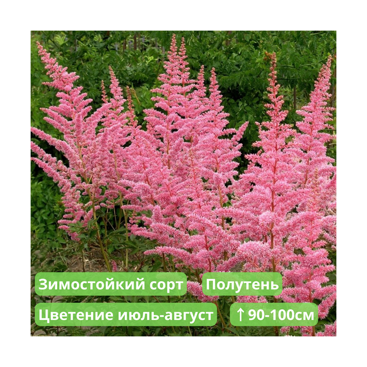 КАТЛЕЯ