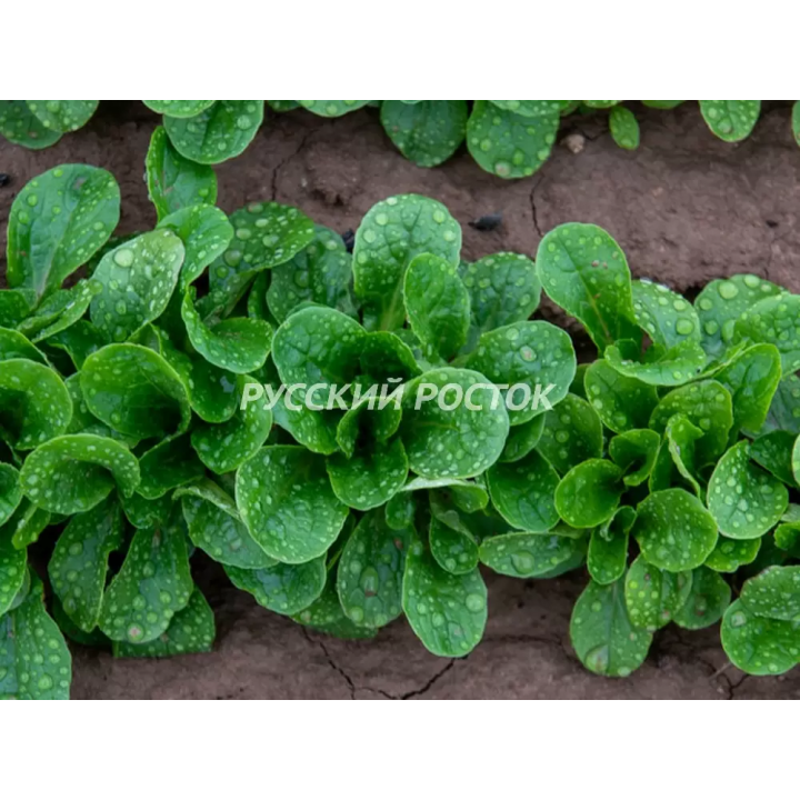 БОНВИТА