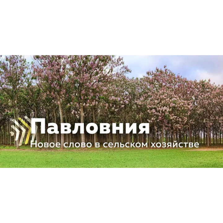 РУСНОВАЦИЯ