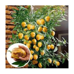 РАМЗЕС