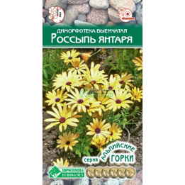 ЯНТАРЬ