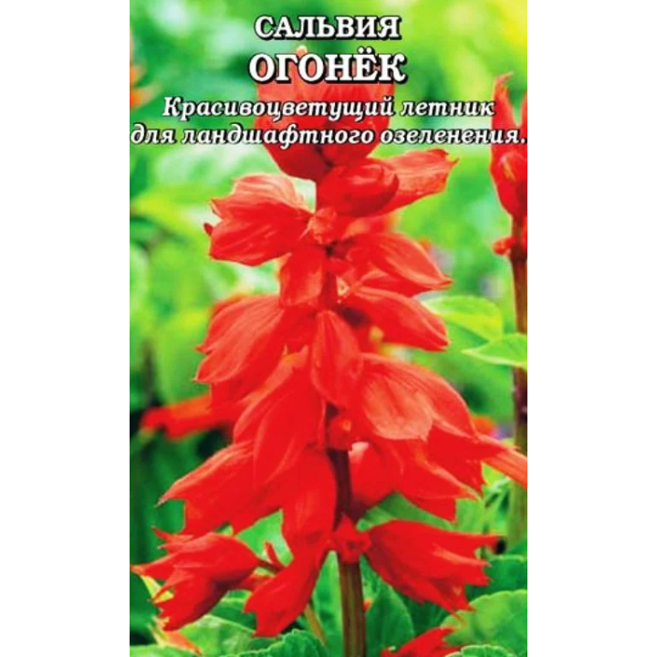 ОГОНЕК