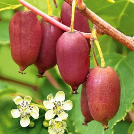 Рубінова
