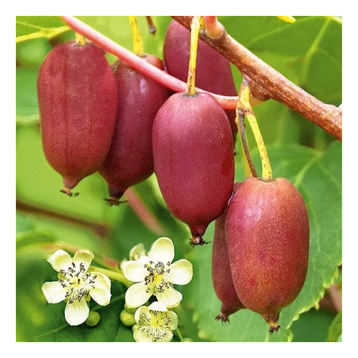 Рубінова