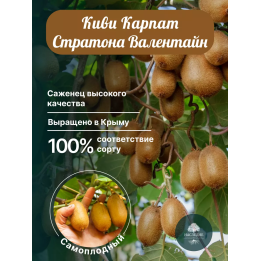 Карпат Стратона Валентайн