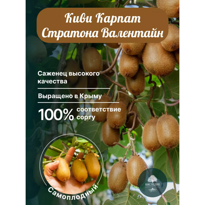 Карпат Стратона Валентайн