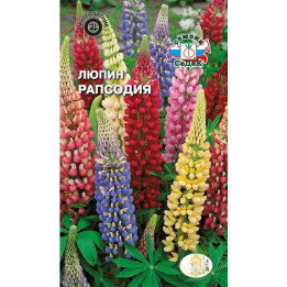 Рапсодія