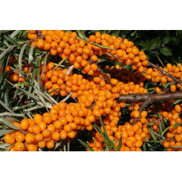 Orange Revolution / Орендж Революшн