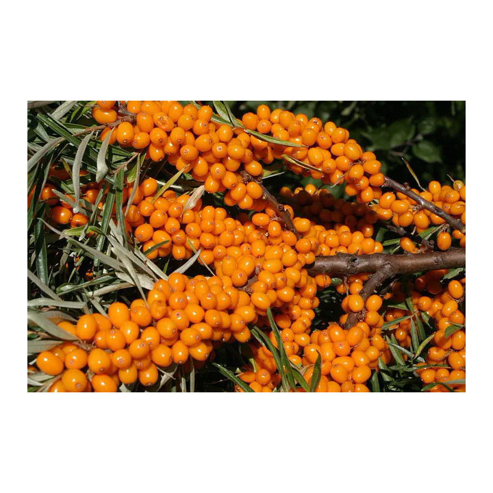 Orange Revolution / Орендж Революшн