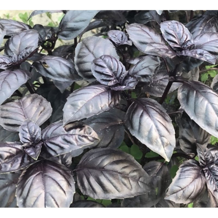 Violet King / Віолет Кінґ