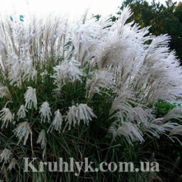 Велетень