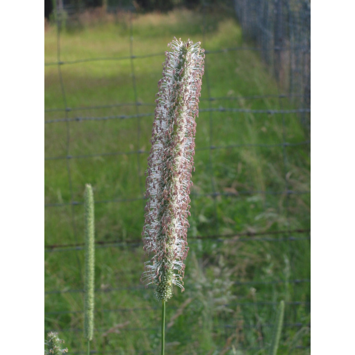 Українка
