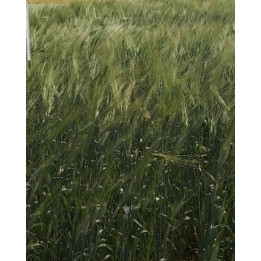 Юніка
