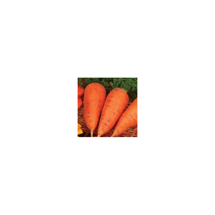 Шантенэ