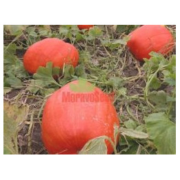 ВЕЛИКОПЛІДНИЙ АТЛАНТ