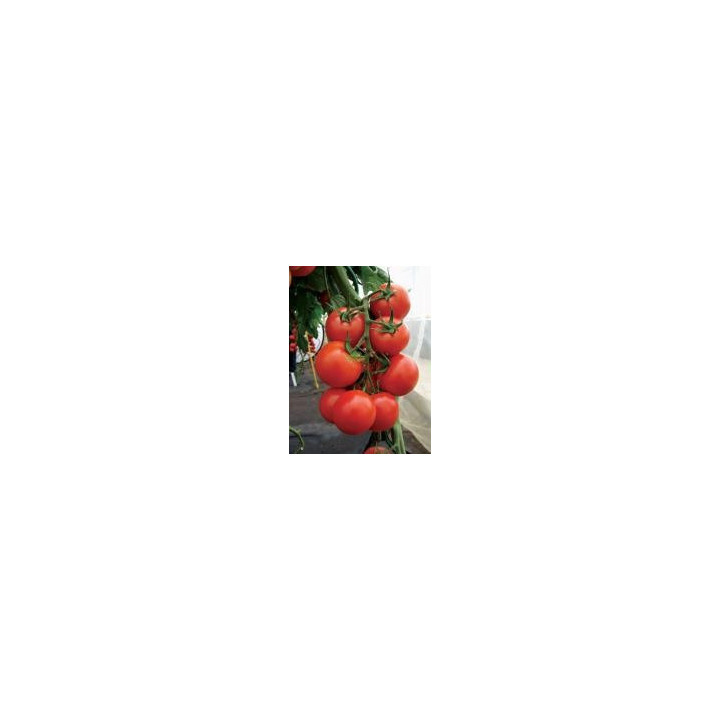 ПЕДРО F1