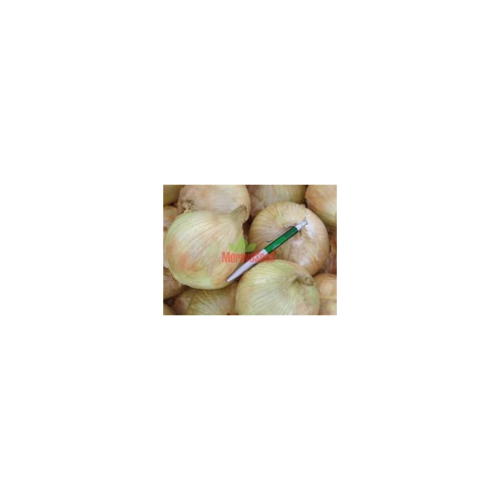 ҐЛОБО