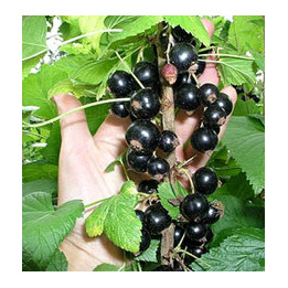 Юбилейная Копаня