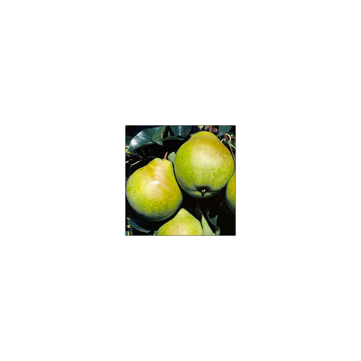 Оксамыт