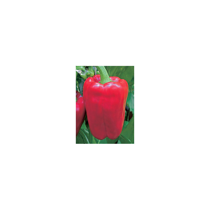 Форвард