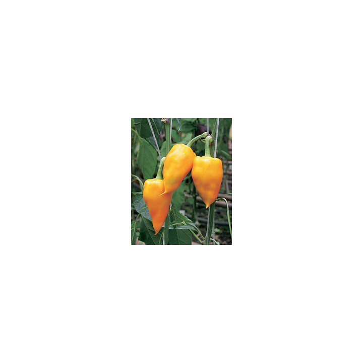 Курьез