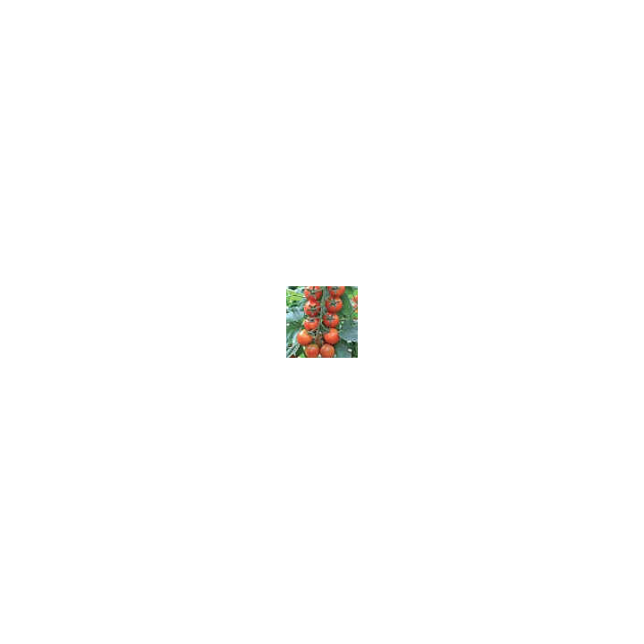 Мио F1