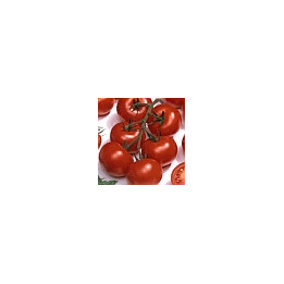 Витадор F1