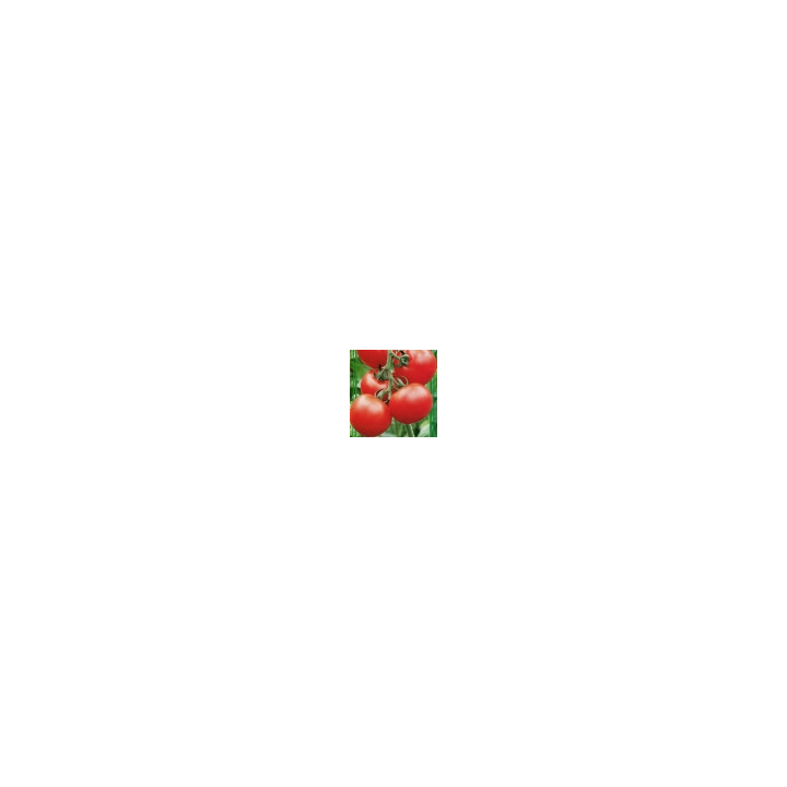 Мокито F1